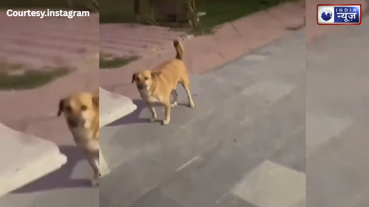 आस्था का चमत्कार! जब कुत्ते ने भजन में लगाई हाजिरी, राधा नाम की धुन पर खड़े होकर बजाई ताली