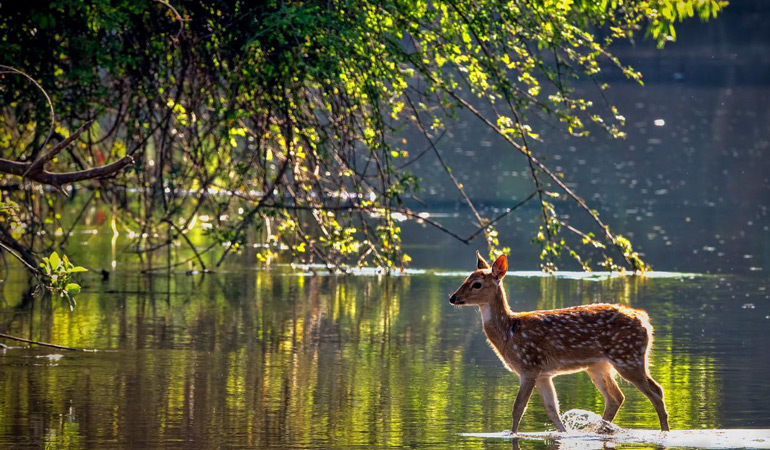 DUDHWA NATIONAL PARK - Photo Gallery