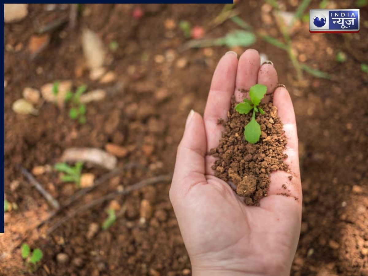 best soil for coriander plants - Photo Gallery