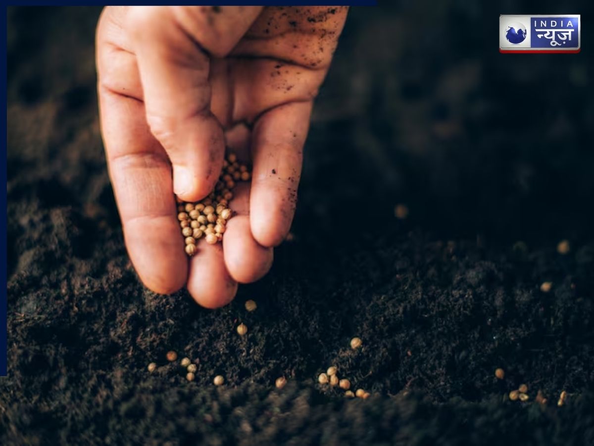 How to sew Coriander Seeds - Photo Gallery