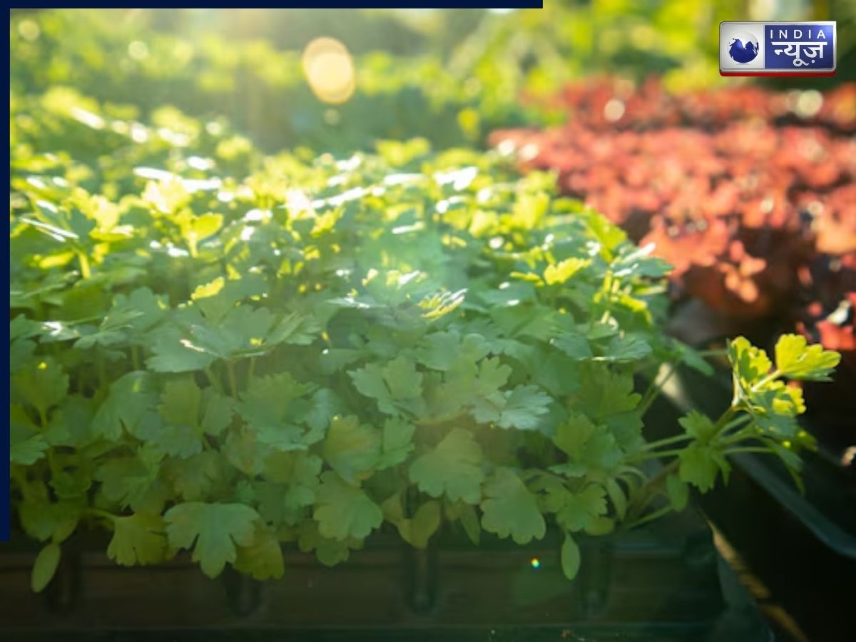 Coriander Plants need Sunlight - Photo Gallery