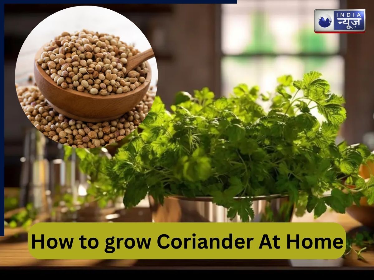 Gardening Tips: अब बाजार से धनिया लाने की जरूरत नहीं, चुटकियों में उगाएं हरे और खुशबुदार पत्ते, जानें स्टेप बाय स्टेप पूरा प्रोसेस
