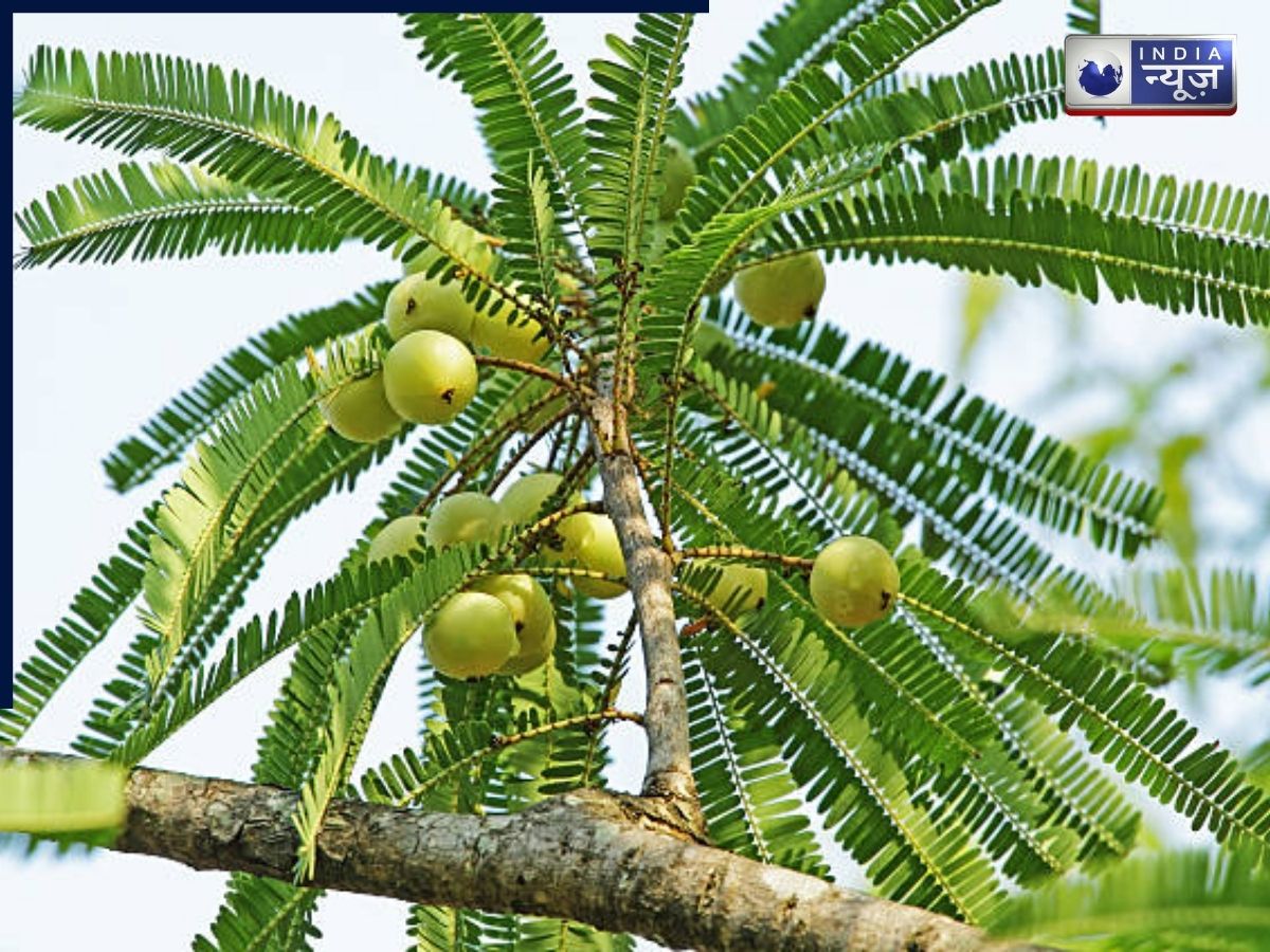 Morning Vastu Tips: सुबह उठते ही दिख जाएं ये पेड़-पौधे, बनते हैं जबरदस्त शुभ संकेत, दूर होती है गरीबी!