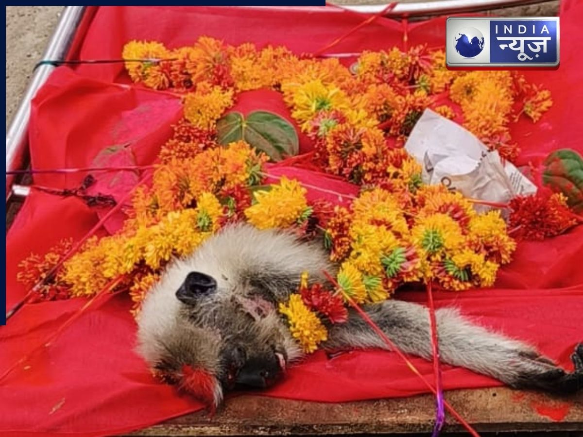कहीं देखी है ऐसी भावनात्मक विदाई?  ‘हनुमंत’ बंदर को इंसानों जैसी श्रद्धांजलि