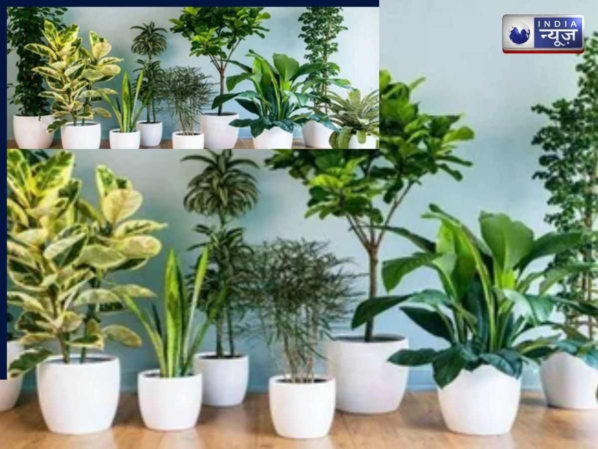 घर की खूबसूरती ही नहीं बढ़ाते, हवा को भी साफ रखते हैं ये इंडोर पौधे
