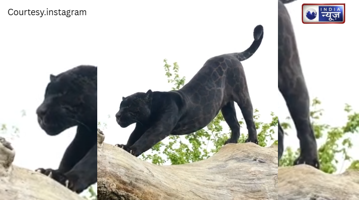 किस्मत वाले हैं जिन्होंने देखा! जंगल के ‘कीस्टोन’ Jaguar का असाधारण दर्शन, विलुप्तता के साये में दिखी उम्मीद की झलक