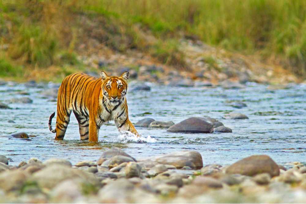Jim Corbett National Park - Photo Gallery