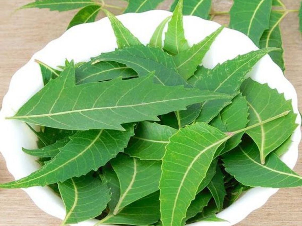 Neem Leaves - Photo Gallery