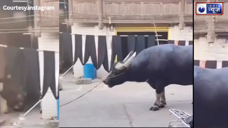 डर के आगे जीत है! नन्हे धुरंधरों ने भैंसा की रस्सी को बनाया झूला, शांत खड़ा ‘झोटा’ भी देख रहा खेल