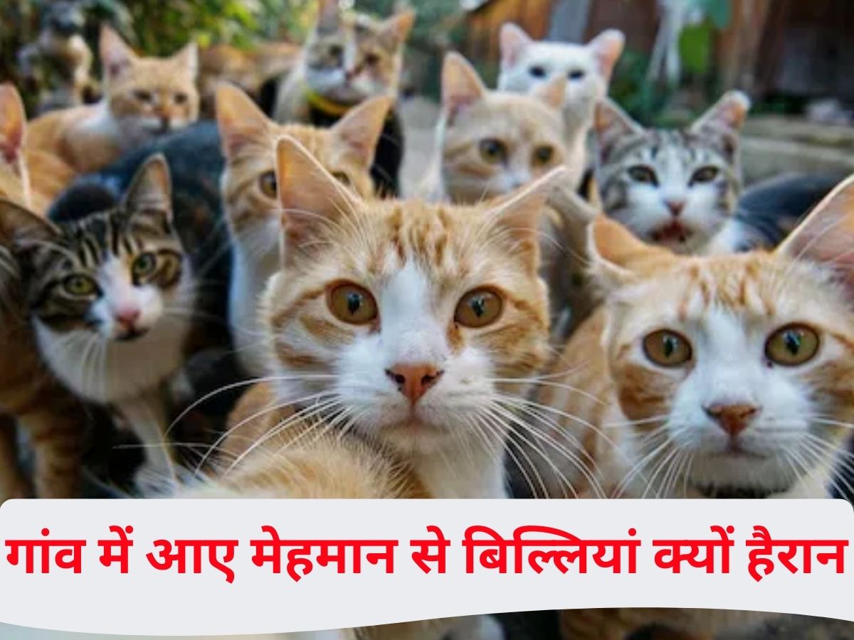 Lara Bussi Trabucco: दुनिया का वह गांव जिस पर है बिल्लियों का ‘कब्जा’, 30 साल बाद आखिर किसने दी ‘चुनौती’