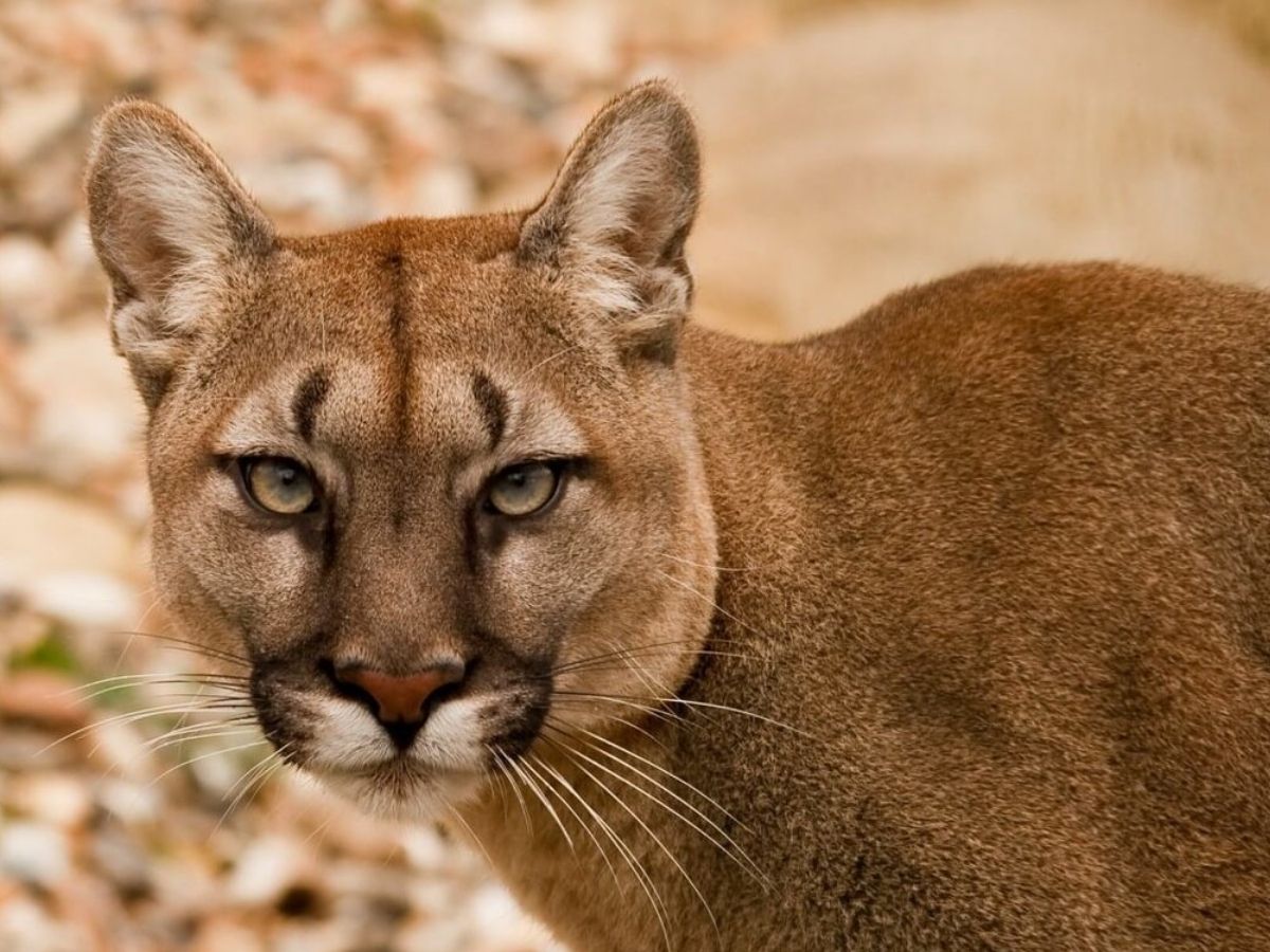 Canine Distemper: चर्चा में क्यों आया मध्य प्रदेश का तेंदुआ? कुत्तों वाली वह बीमारी; जिसने बना दिया ‘अजब’ जानवर