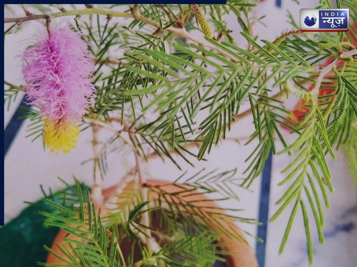 Shami Plant Benefits: इस दिशा में शमी का पौधा लगाने से चमक उठेगी किस्मत, बरसेगा धन