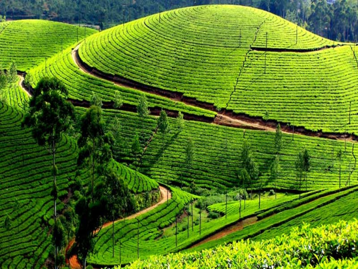 Munnar, Kerala - Photo Gallery