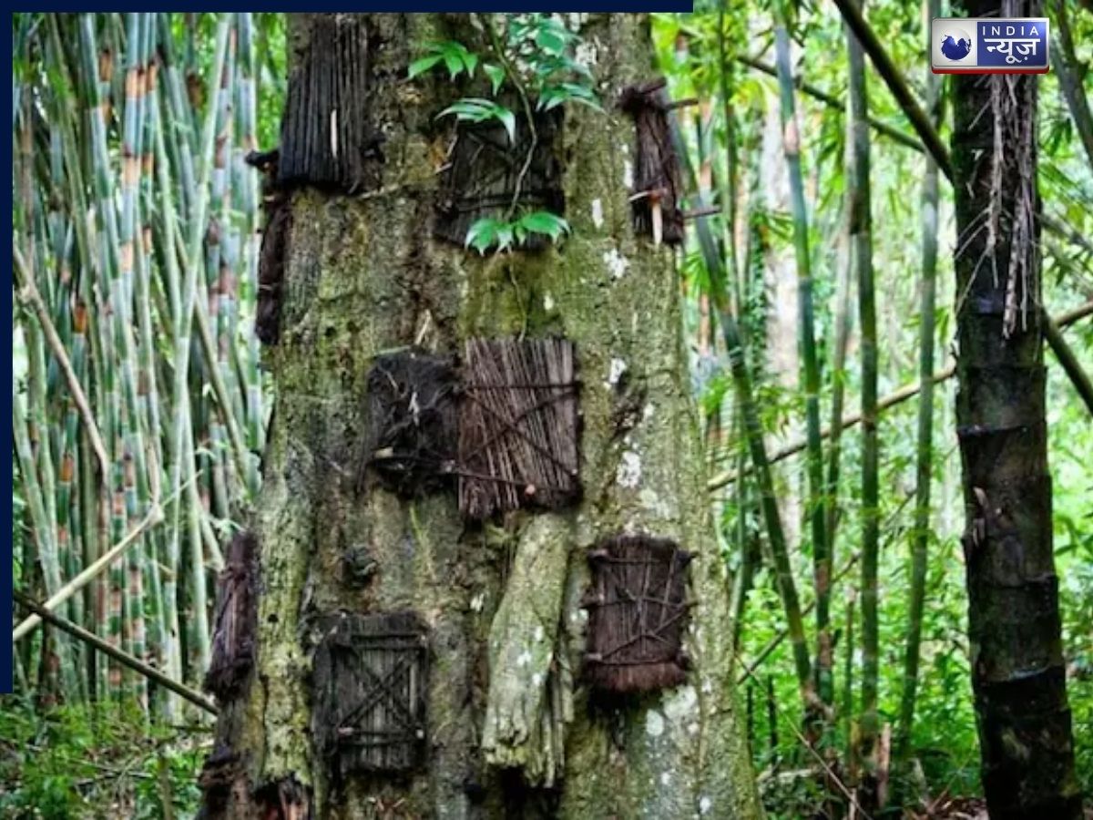जमीन नहीं, जिंदा पेड़ों में दफनाए जाते थे बच्चे! क्यों इंडोनेशिया की इस जनजाति ने अपनाई थी यह हैरान कर देने वाली परंपरा ?