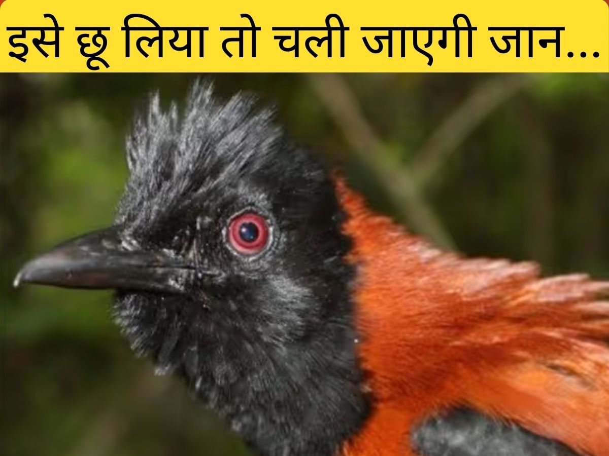 कौन हैं दुनिया के 3 खतरनाक पक्षी, छू लिया तो हो जाएगा हार्ट फेल्योर; पल भर बाद मार सकता है लकवा भी