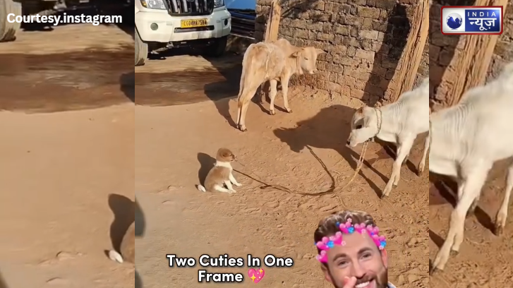 अब ये पपी संभालेगा गौशाला! गाय के बछड़े के साथ ‘नन्हे ग्वाले’ की ये मस्ती देखें…