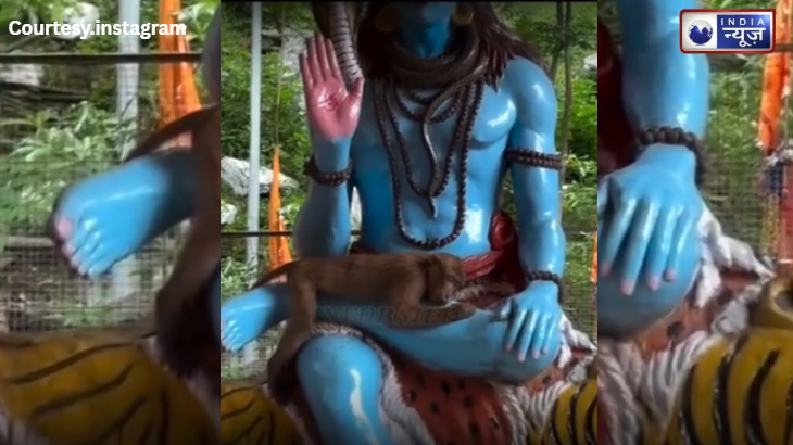 महादेव की गोद में ‘हनुमान’ का बसेरा! शिव मंदिर में शिवलिंग से लिपटकर सोता दिखा बंदर, देखें वीडियो
