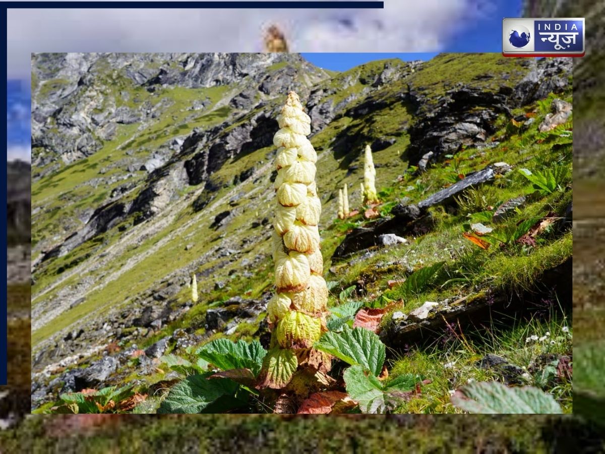 आनंद महिंद्रा ने शेयर की ‘सिक्किम सुंदरी’ की फोटो, तिब्बती दवा और स्थानीय व्यंजनों में होता है इस्तेमाल