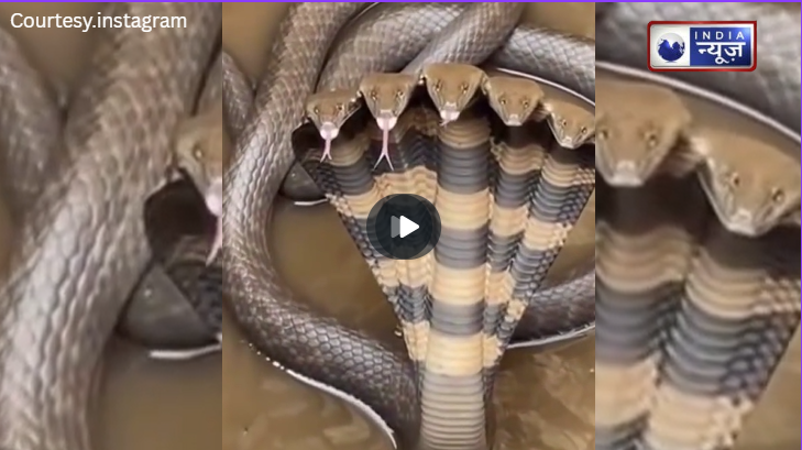 5 मुंह वाला ‘शेषनाग’! देखकर हुए लोग ‘हक्के-बक्के’, क्या ये है दिव्य चमत्कार?