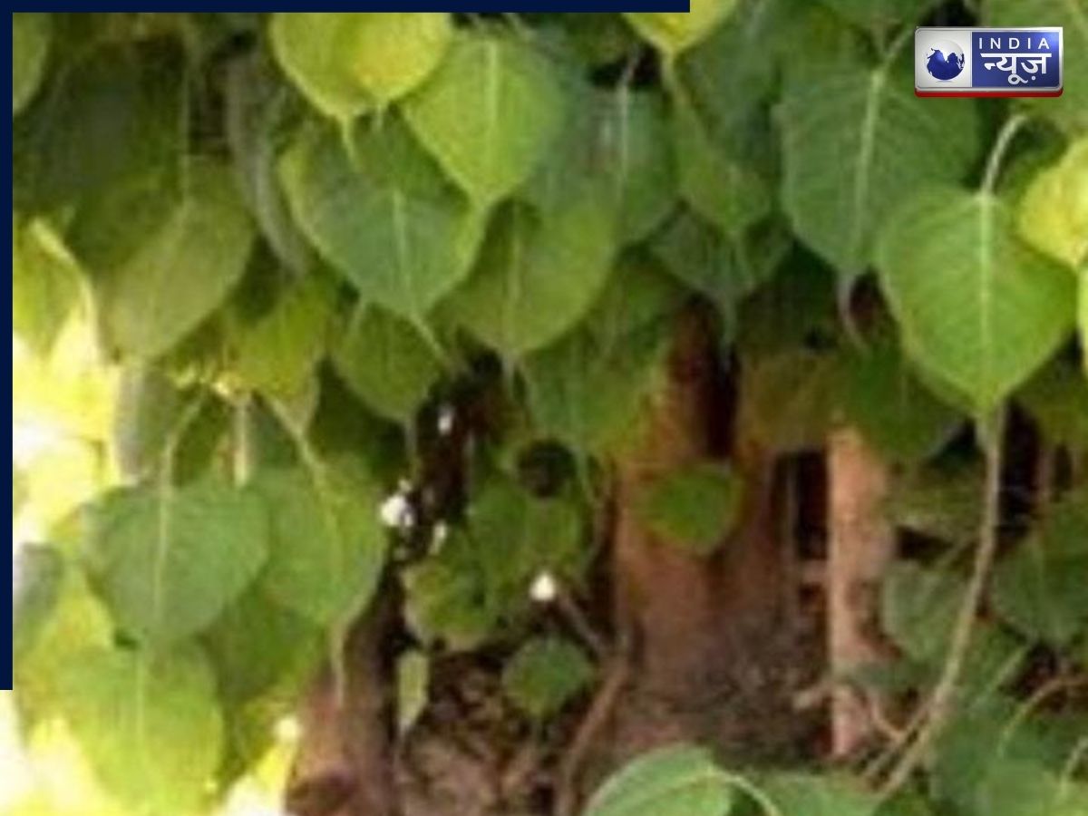 Vastu Niyam: पीपल का पेड़ हटाने से पहले जान लें वास्तु की विधि, इन 2 दिनों की अनदेखी पड़ सकती है भारी