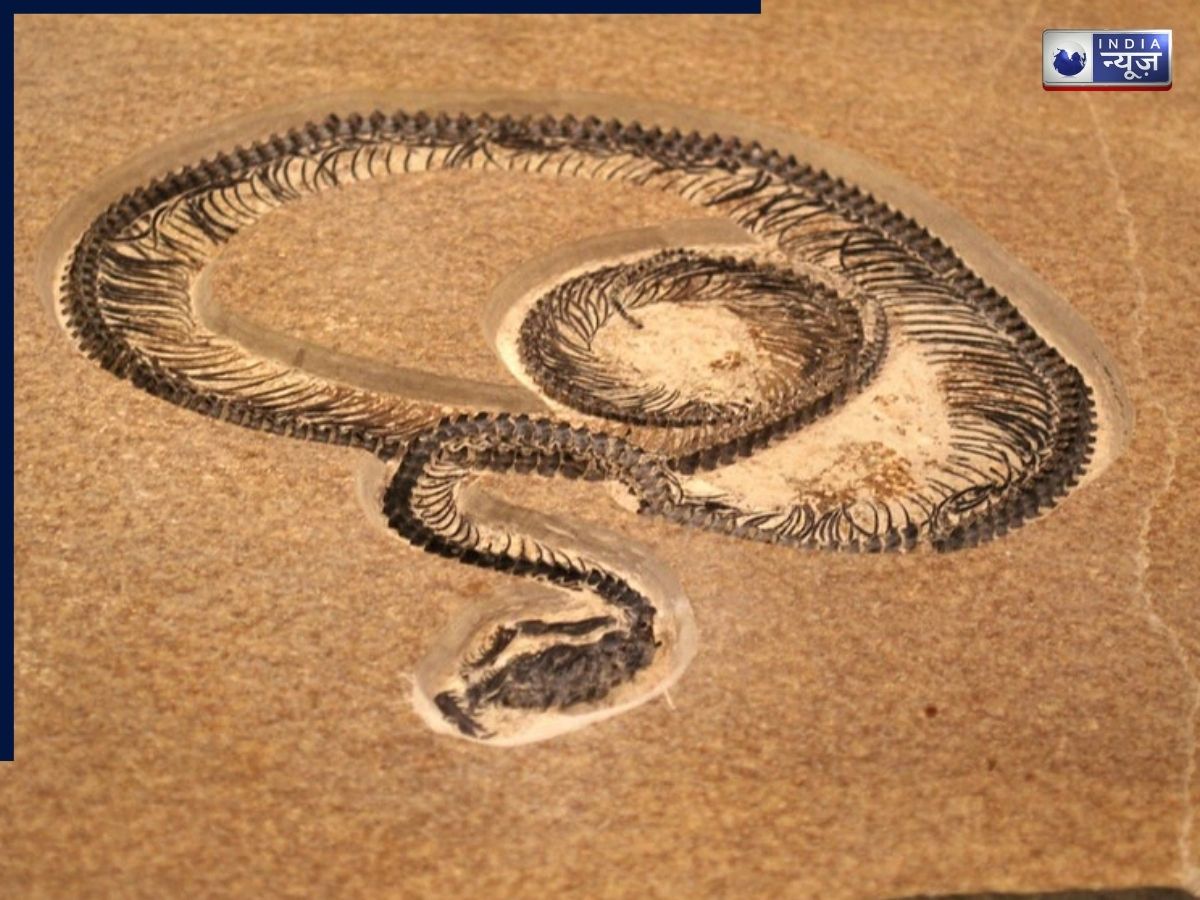 भारत में मिला सांप का विशालकाय जीवाश्म, इसकी लंबाई देखकर वैज्ञानिक भी रह गए हैरान