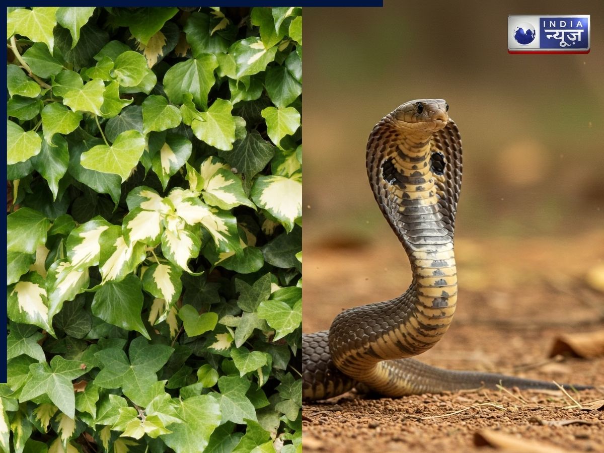 सावधान! यह पौधा आपके घर में बुला सकता है साँप