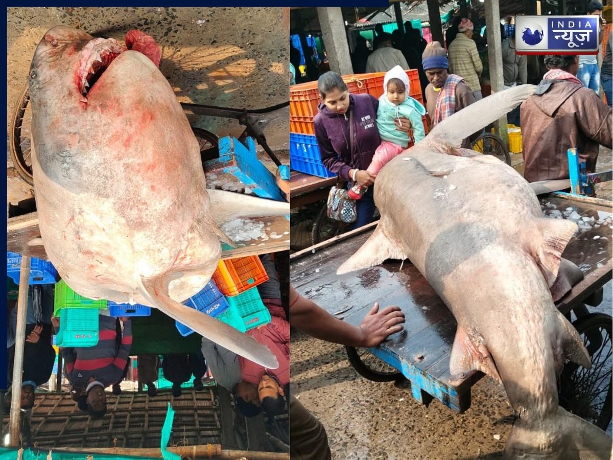 समुद्र का दानव या फिर ‘फ्रेंडली जायंट’? ओडिशा में मिली 30 फीट की दुर्लभ व्हेल शार्क, मौत पर गहरा रहस्य!