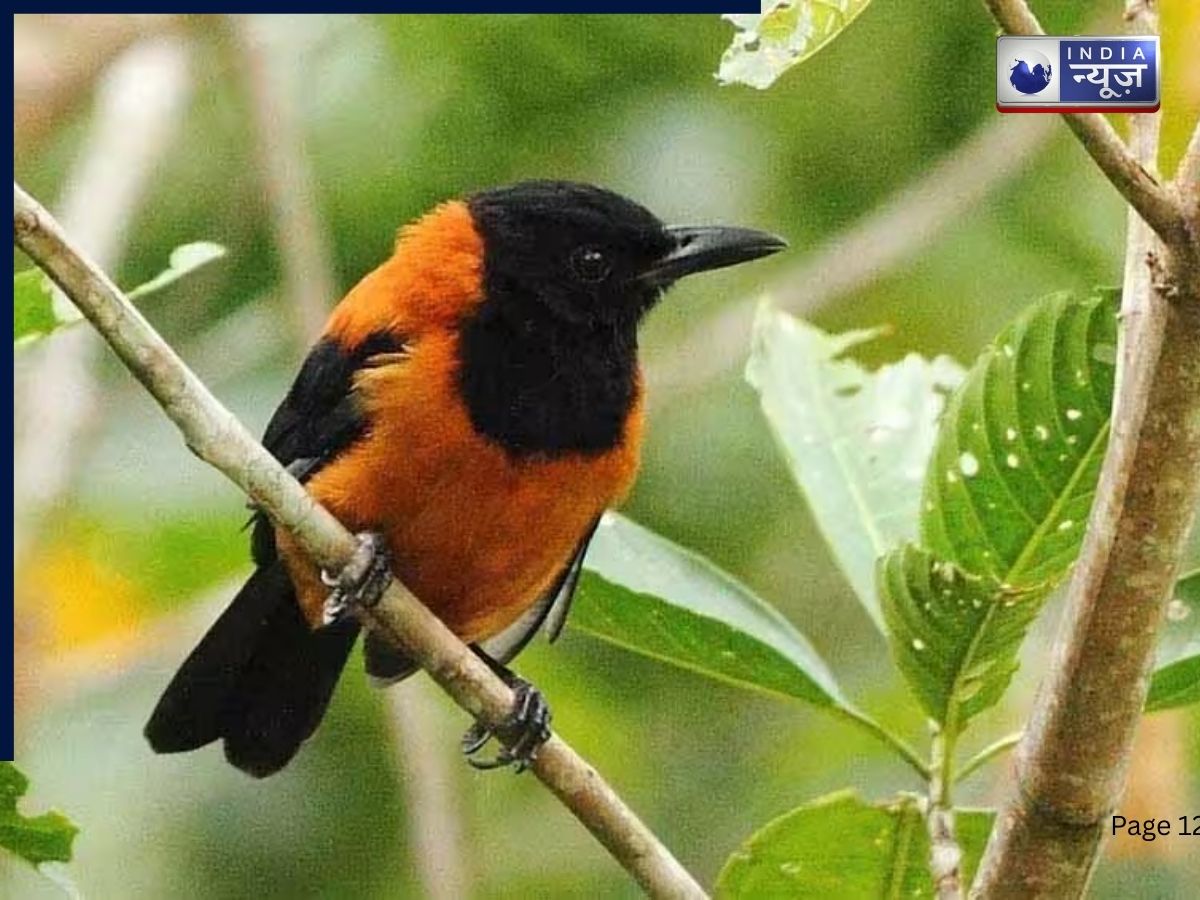 खबरदार! इस पक्षी को छूने की गलती पड़ सकती है आपको भारी, इसके रोंगटे-रोंगटे में बसा है जानलेवा जहर