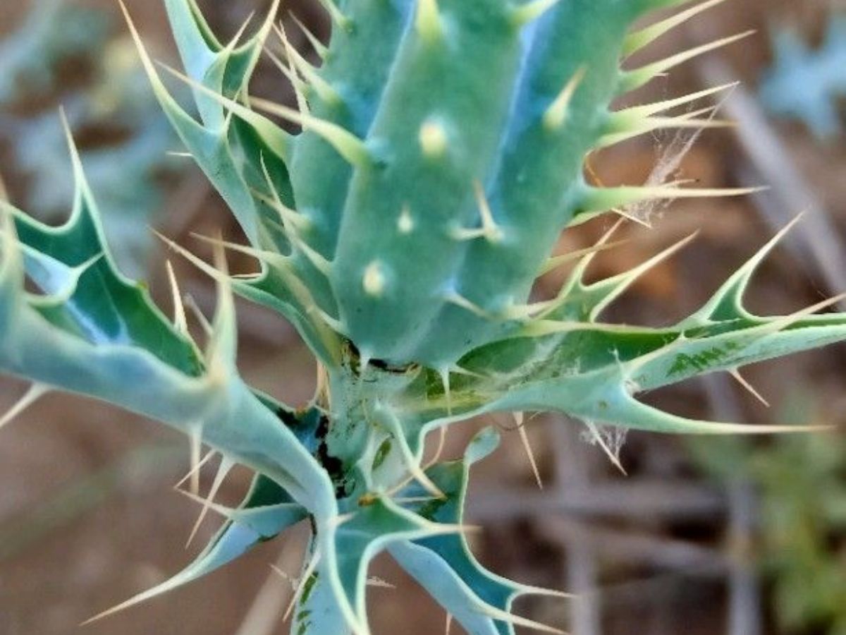 Thorny Plants Vastu Impact on Household Harmony - Photo Gallery