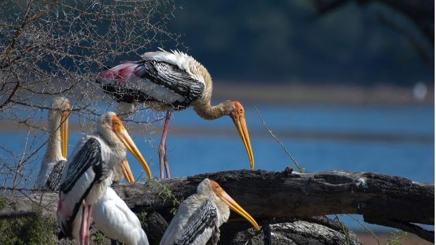Salim Ali Bird Sanctuary (Goa) - Photo Gallery
