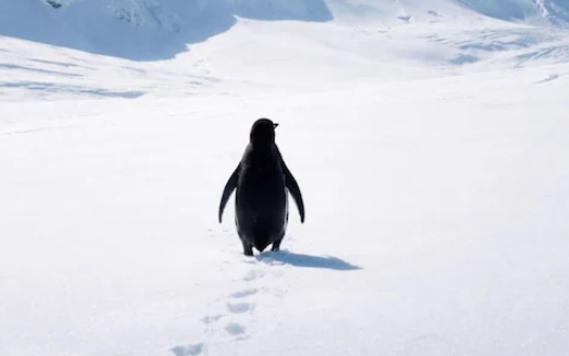Nihilist Penguin goes viral on social media - Photo Gallery