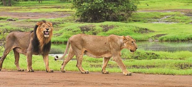 Gir National Park (Gujarat) - Photo Gallery