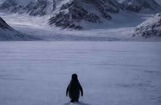 The penguin's deep thinking impressed people - Photo Gallery