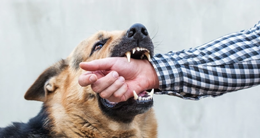 Horrifying statistics of dog bites in Assam - Photo Gallery