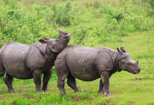 Kaziranga Sanctuary (Assam) - Photo Gallery