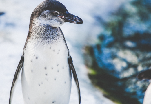 Penguin has been viewed over a million times - Photo Gallery