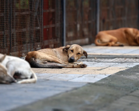 Tourism is adversely affected (Goa and Kerala) - Photo Gallery