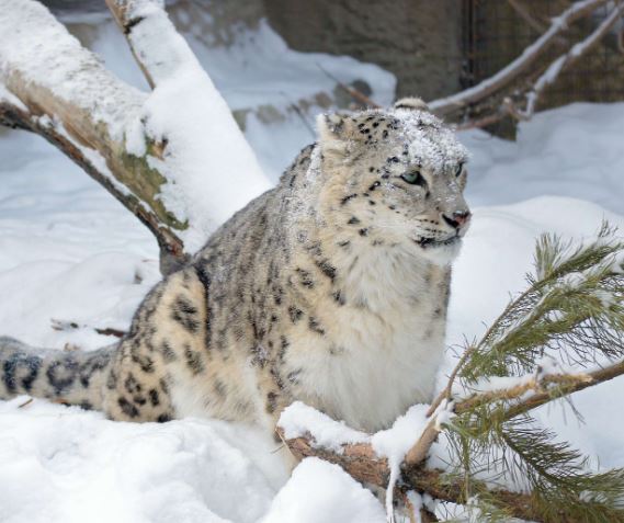 Hemis National Park (Ladakh) - Photo Gallery