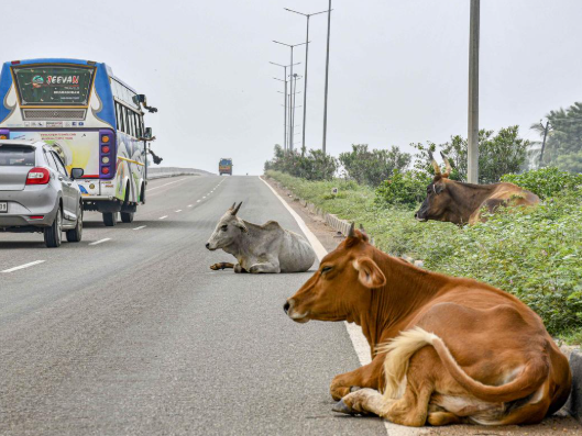 The threat of stray cattle on the highway - Photo Gallery