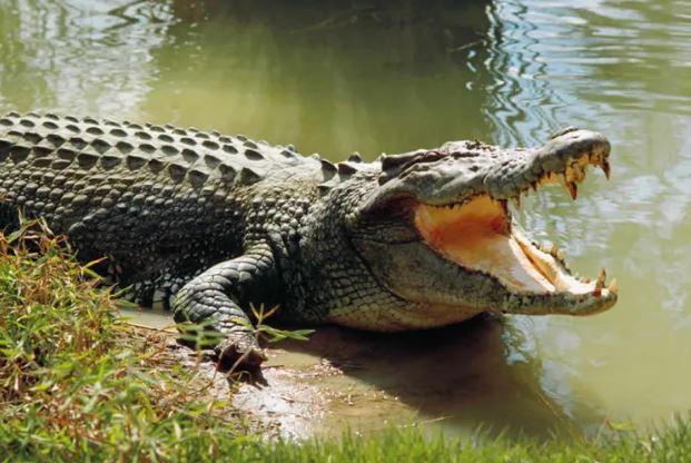 Bhitarkanika Sanctuary (Odisha) - Photo Gallery