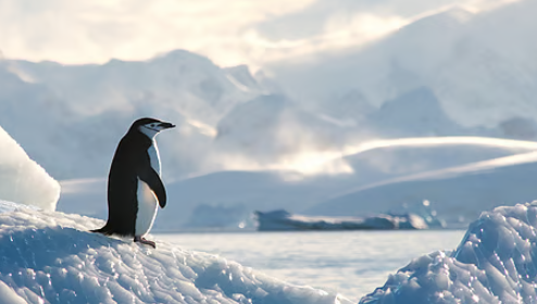 Digital art named after penguins has gained increasing demand - Photo Gallery