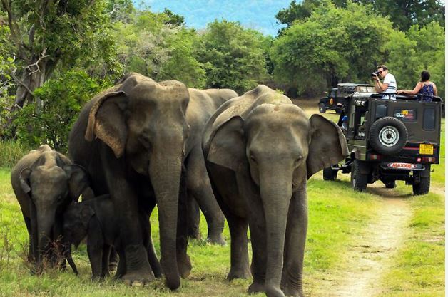 Periyar Sanctuary (Kerala) - Photo Gallery
