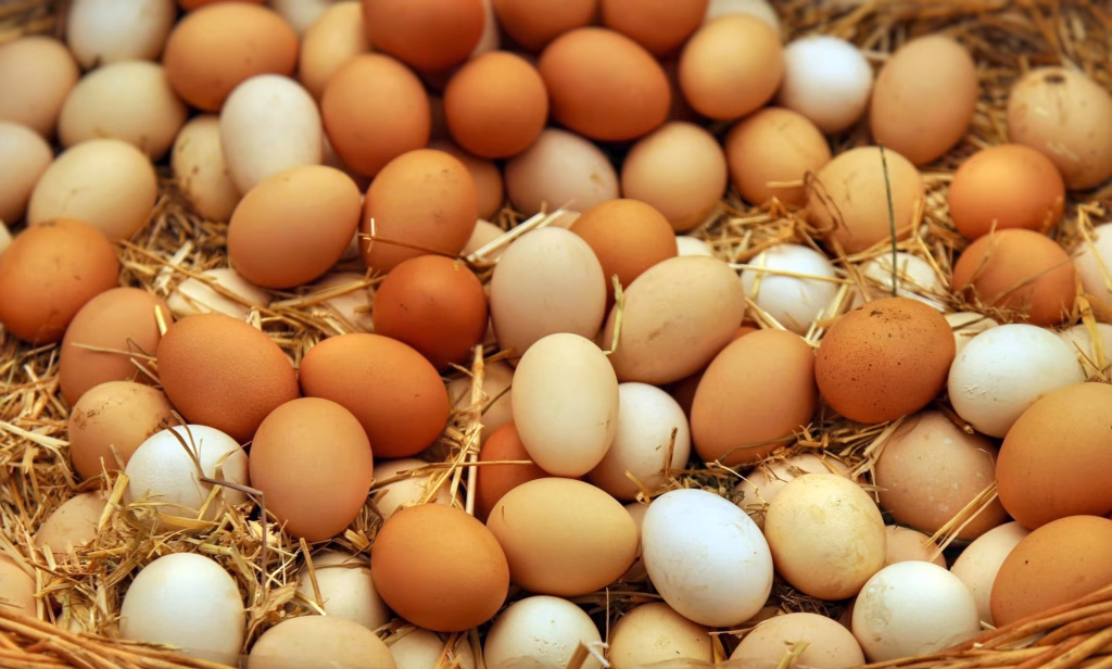 egg - Photo Gallery