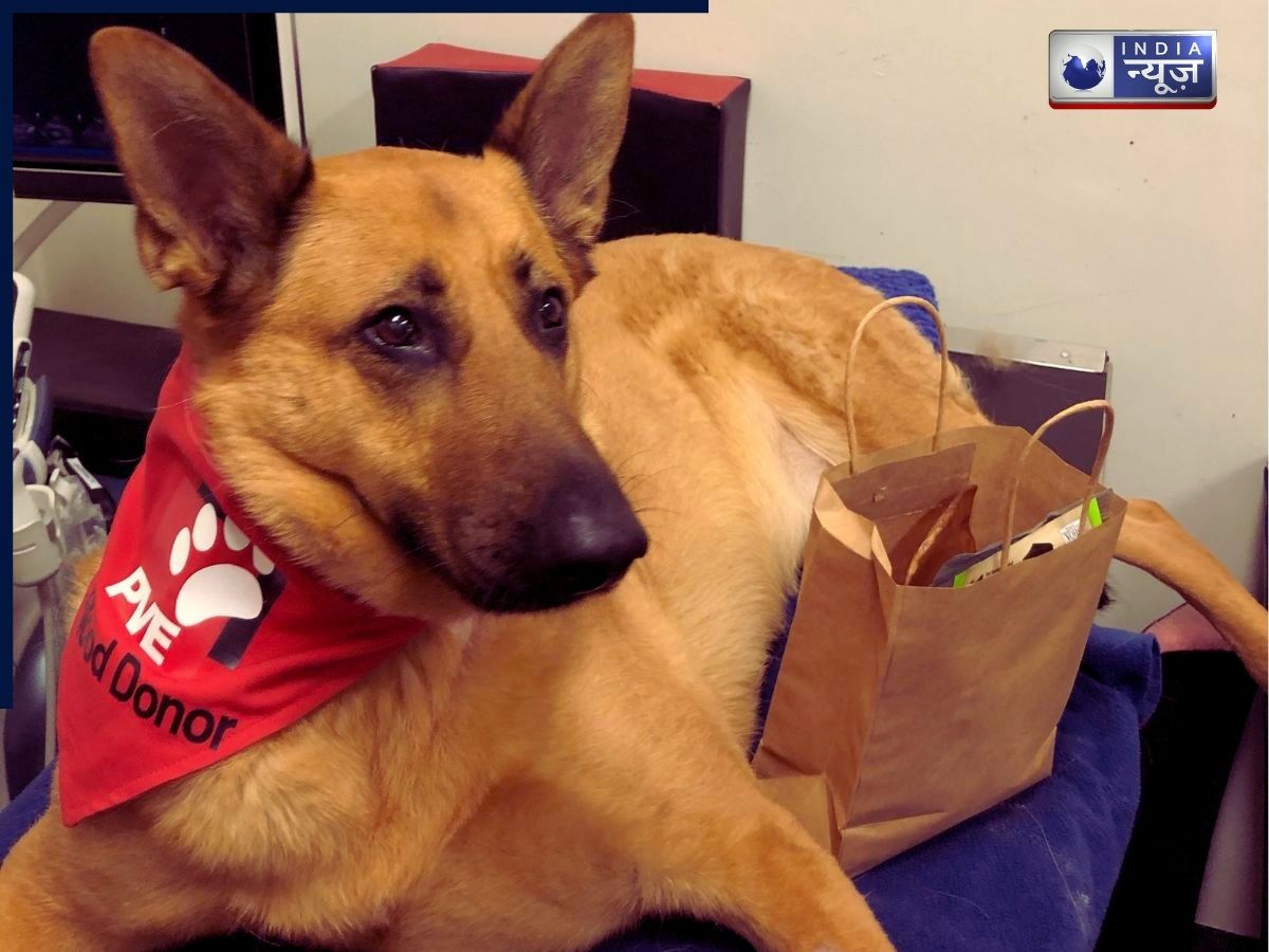 Viral Post: इस सख्स ने क्यों करवाया डॉग का DNA टेस्ट, सामने आई चौकाने वाली बात?