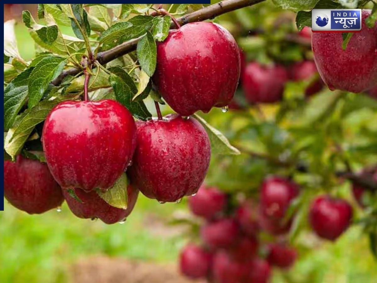 Apple - Photo Gallery