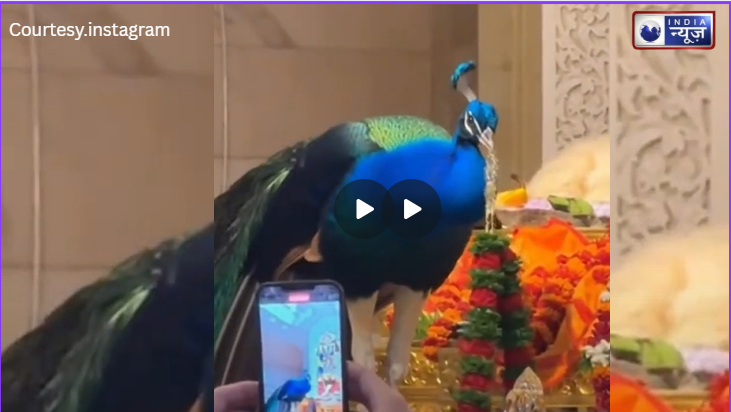 अद्भुद दृश्य! Ayodhya धाम में मोर बना ‘पुजारी’, प्रभु राम को माला चढ़ा कर जीता दुनिया का दिल