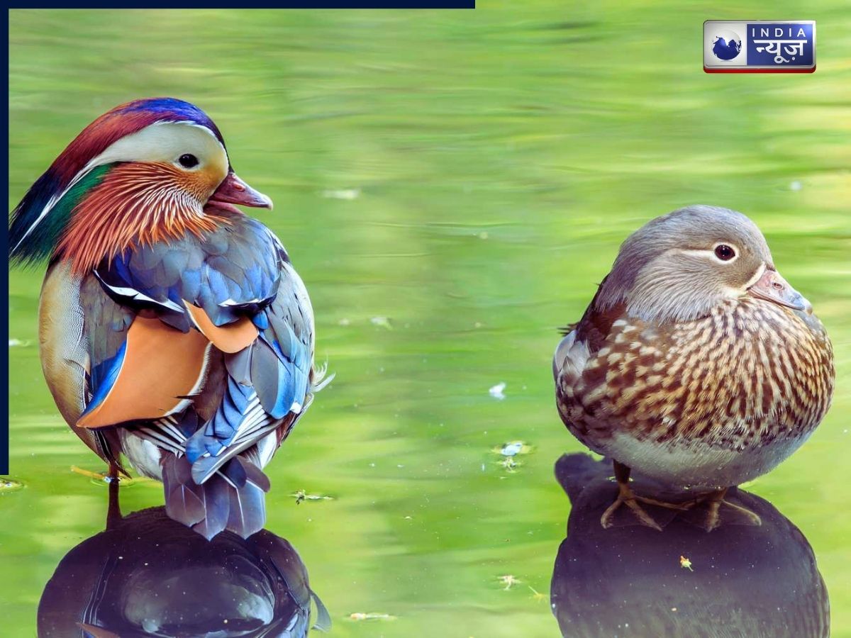 Animals - Photo Gallery