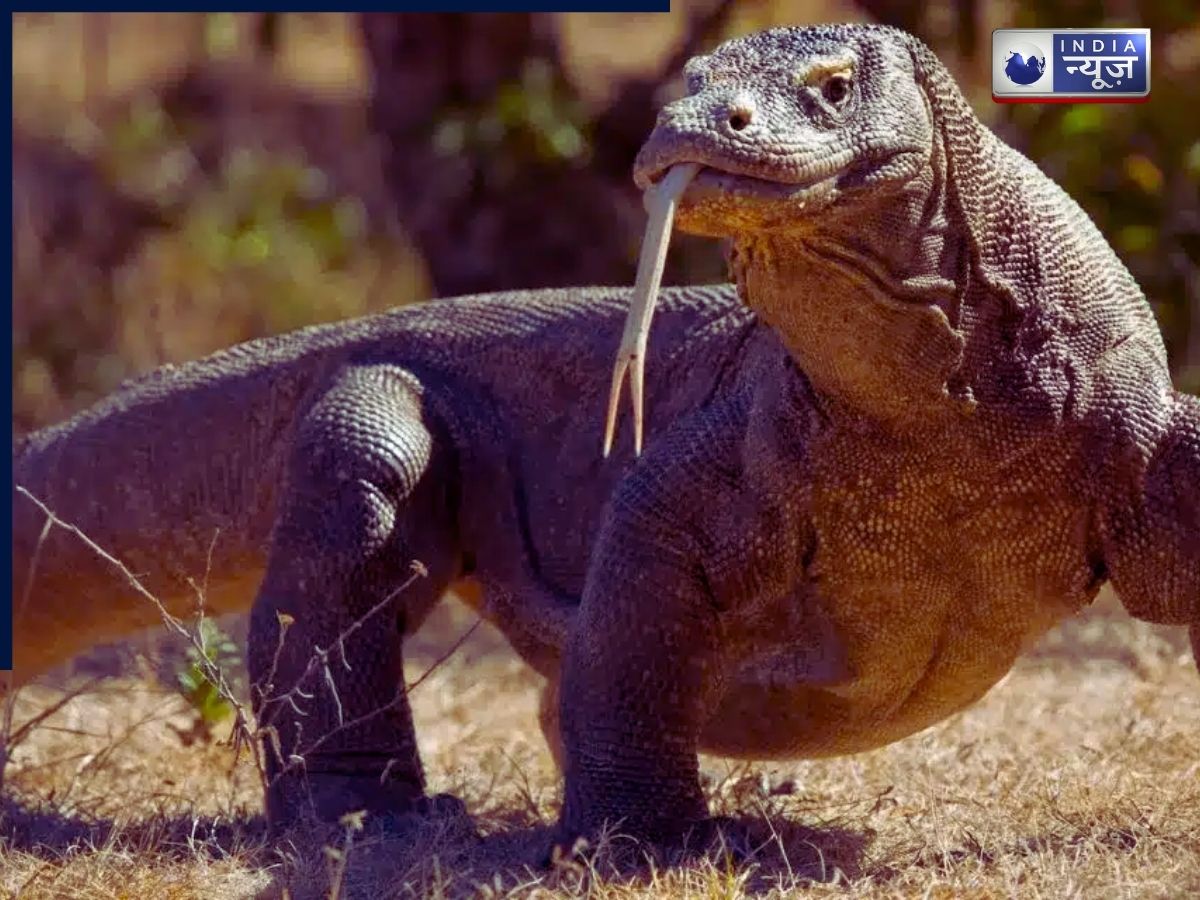 Animals - Photo Gallery