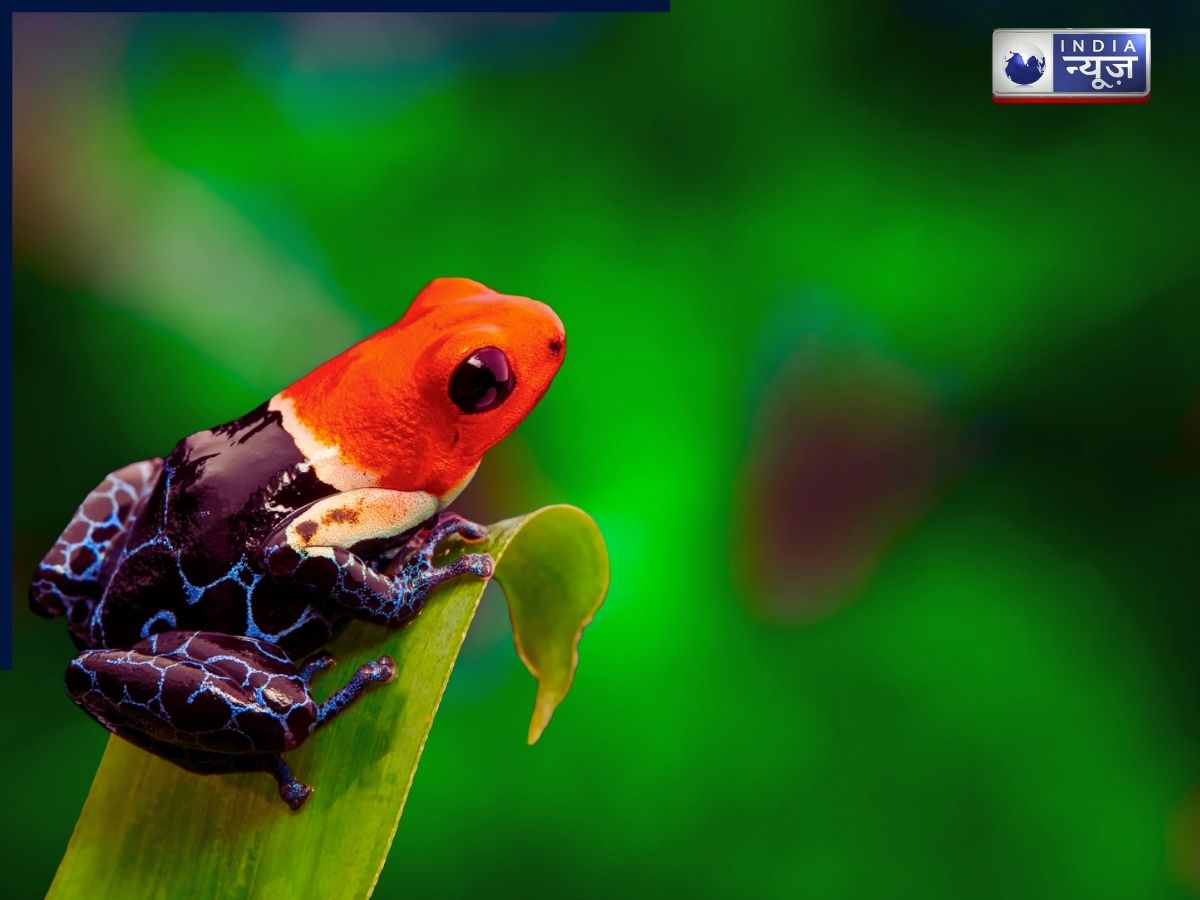 Animals - Photo Gallery