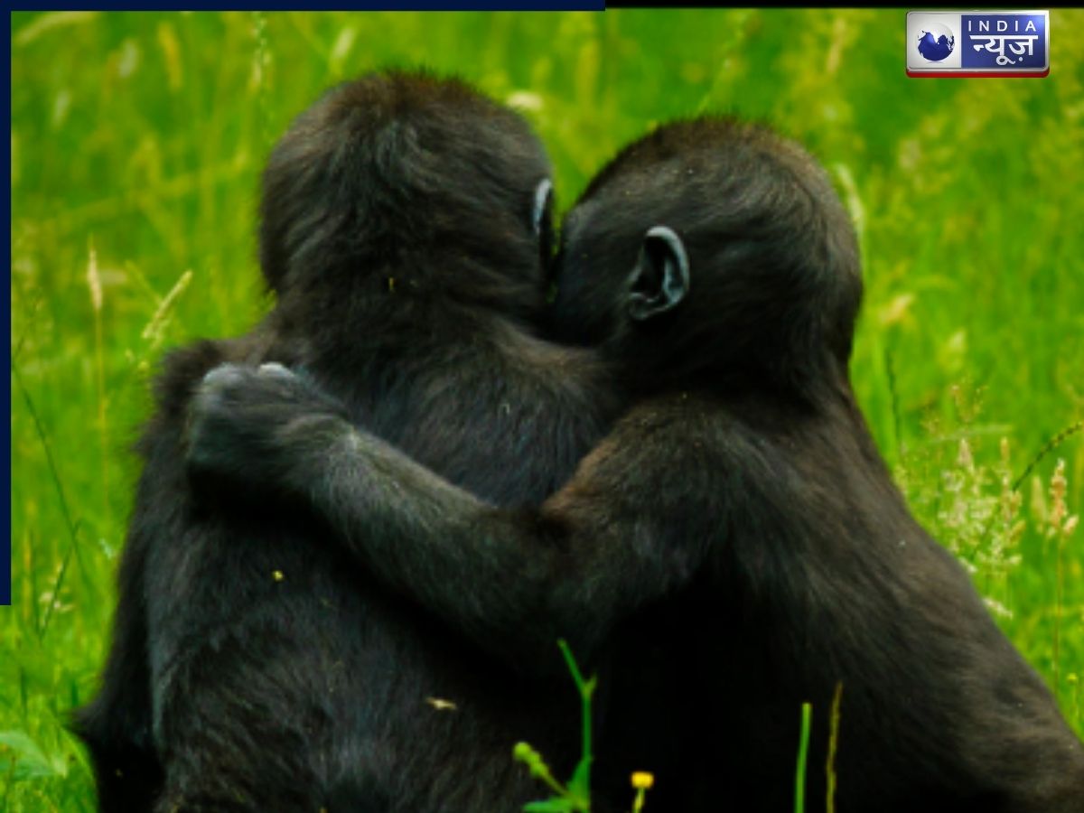 प्यार की झप्पी, ये 8 जानवर एक-दूसरे को गले लगाकर सोते है, देखें तस्वीरें